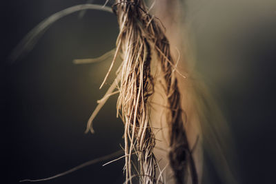 Close-up of crops