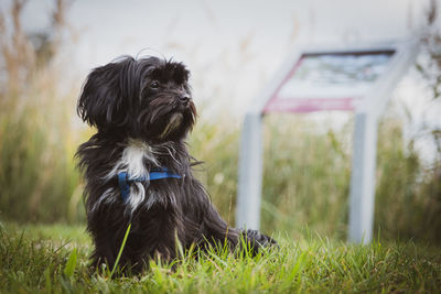 A small black bolonka swetna dog sits and looks to the side