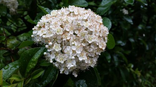 Close-up of flowers blooming outdoors