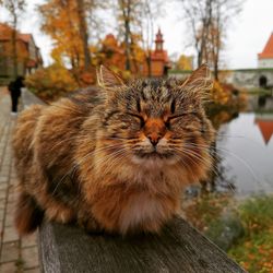 Furry cat near a castle in estonia park