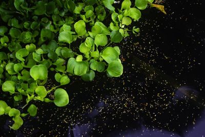 High angle view of plants in water