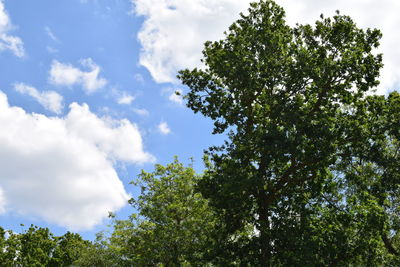 Low angle view of trees against sky