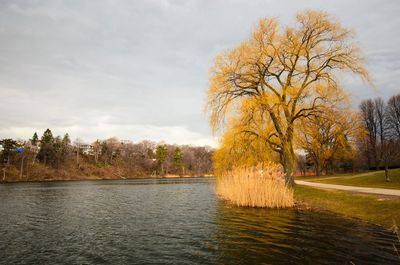 Tree by water against sky