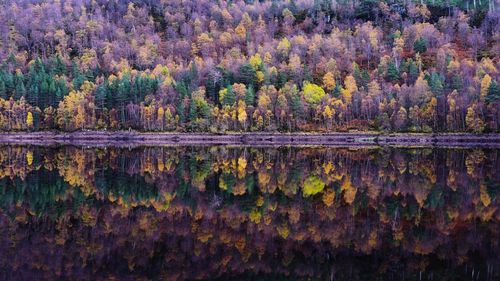 Reflection of trees on flowers