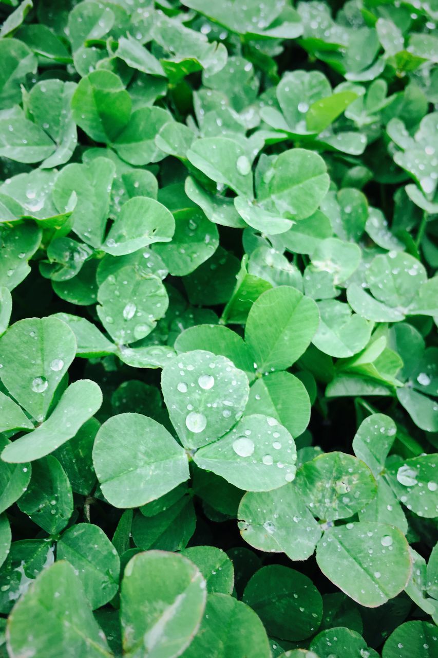 leaf, green color, drop, water, full frame, growth, wet, backgrounds, freshness, nature, close-up, plant, beauty in nature, dew, rain, green, raindrop, leaves, high angle view, fragility