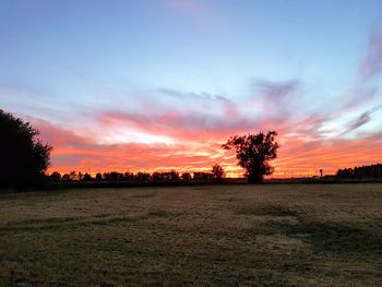 Silhouette trees on field against sky at sunset