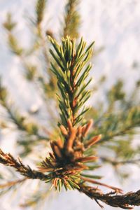 Close-up of pine tree