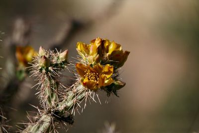 Close-up of yellow flowering plant