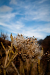 Close-up of dandelion in field