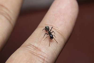 Close-up of ant-spider on hand