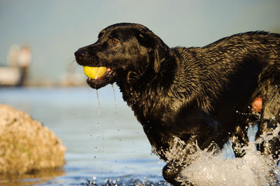 Wet black labrador carrying ball in mouth at lake