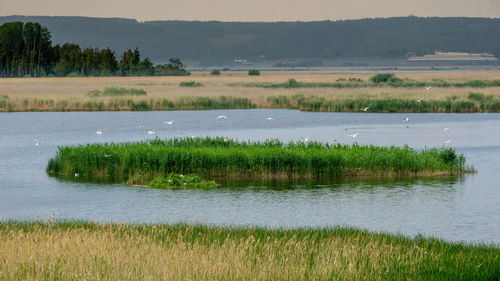 Scenic view of grassy field by lake