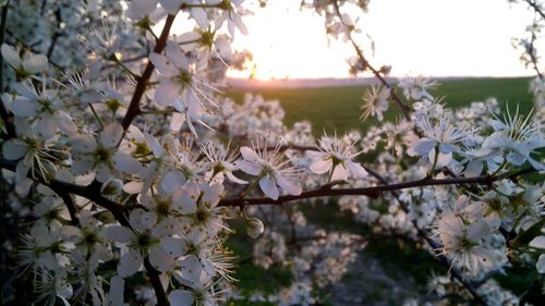 Close-up of flowers growing on tree