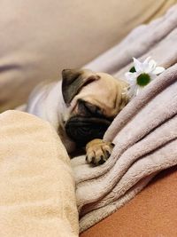 Dog sleeping on sofa at home