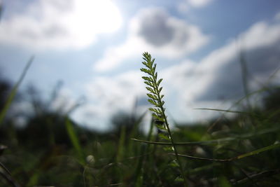 Close-up of plant growing on field