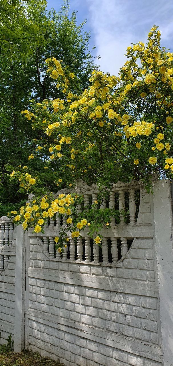 YELLOW FLOWERING PLANTS ON STEPS