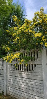 Yellow flowering tree by railing against sky