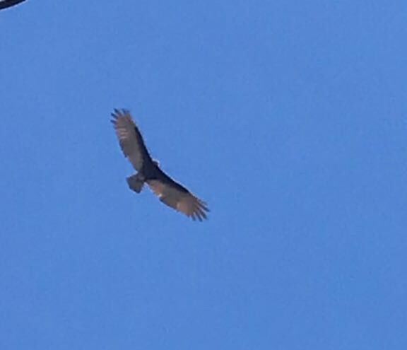 flying, animals in the wild, animal, animal wildlife, animal themes, one animal, vertebrate, bird, sky, spread wings, blue, low angle view, clear sky, nature, no people, freedom, copy space, bird of prey, mid-air, motion, outdoors, eagle, directly below