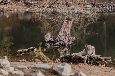 Scenic view of driftwood on beach