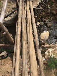 Close-up of tree trunk in forest