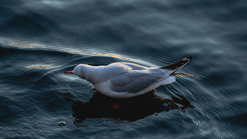 High angle view of seagull swimming in a lake. locarno, switzerland