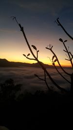 Silhouette plant against sky during sunset