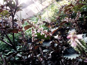 Close-up of fresh green plant