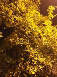 High angle view of yellow flowering plants on land