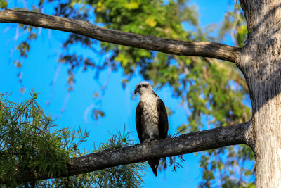 Osprey bird of prey pandion haliaetus perches on a tree at clam pass in naples, florida 