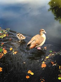 High angle view of bird perching on lake