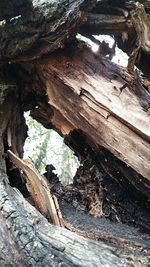Low angle view of damaged tree in cave