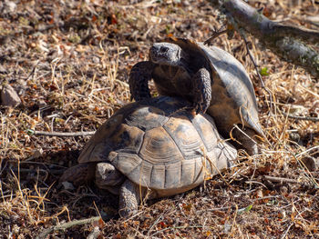 Common tortoises - testudo graeca mating on leabos island