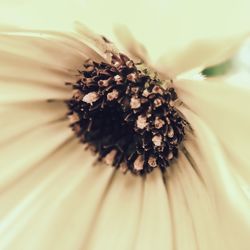 Close-up of flower head