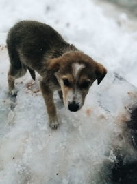 Close-up of puppy on snow