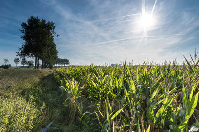 Crops growing on field against bright sun