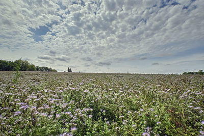 Scenic view of flowering plants on field against sky