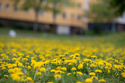 Close-up of yellow flowering plants on field