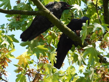 Low angle view of bird on tree