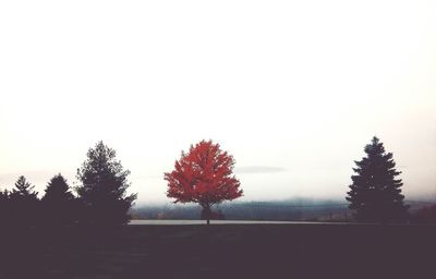 Trees growing on field