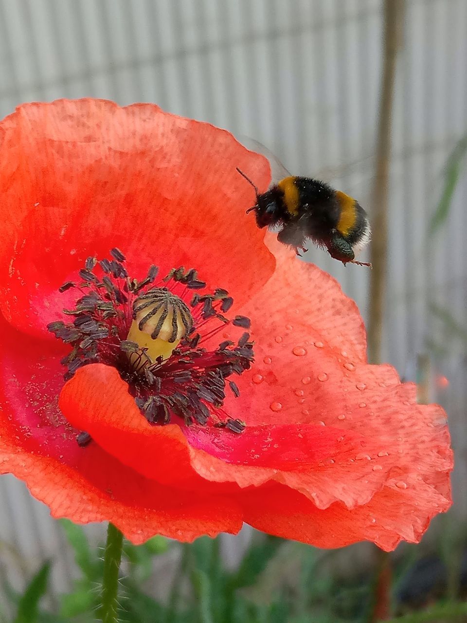 CLOSE-UP OF HONEY BEE POLLINATING ON FLOWER