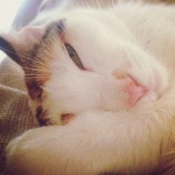 Close-up of cat sleeping