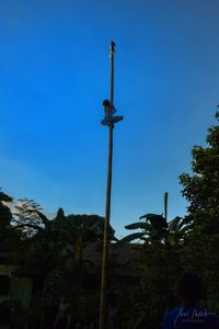 Low angle view of trees against blue sky