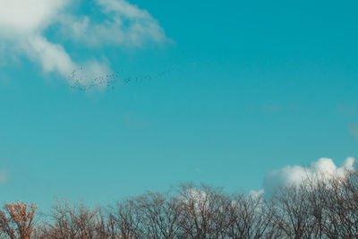 Low angle view of birds in sea against blue sky