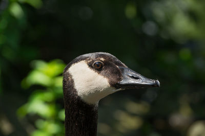 Close-up of goose