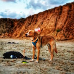 Dog on the beach