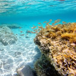 Fish swimming in sea