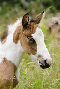 Close-up of foal on field