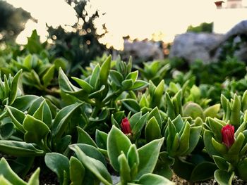 Close-up of succulent plant