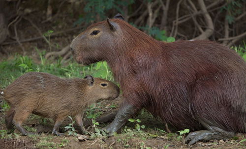 Closeup portrait of mother and baby capybara hydrochoerus hydrochaeris resting together bolivia.