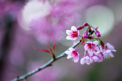 Close-up of pink cherry blossoms